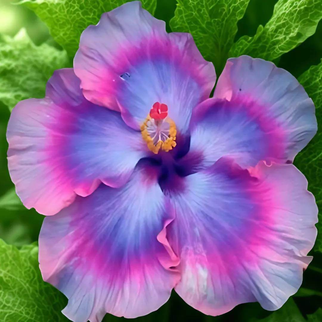 Giant Hibiscus Seeds