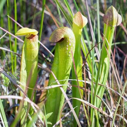 Giant Hooded Pitcher Seeds