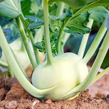 Giant Kohlrabi Seeds