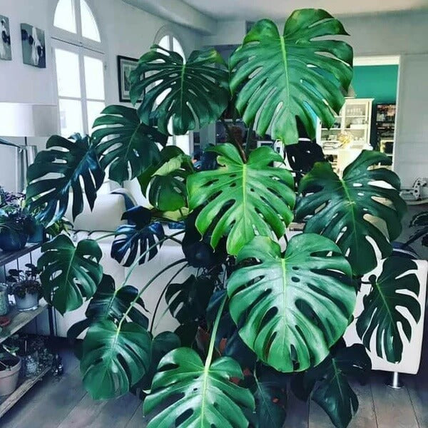 Giant Monstera Seeds - Tropical Ornamental Houseplant Seeds for Planting