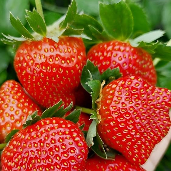 Giant Strawberry Seeds