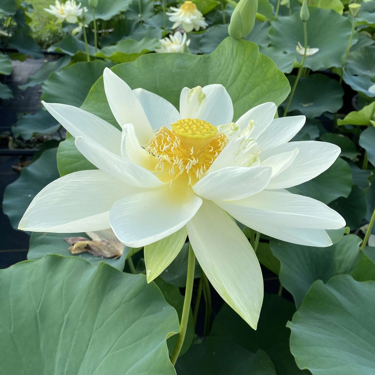Giant Sunburst Lotus Seeds