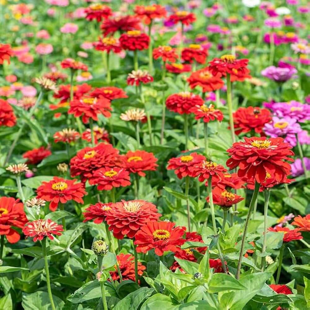 Giant Zinnia Seeds - Flower Plant