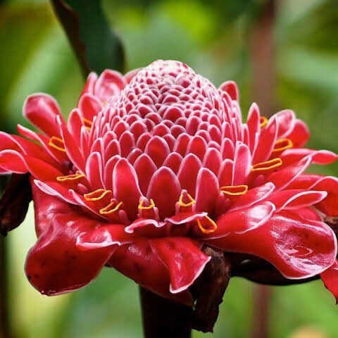 Ginger Flower Seeds