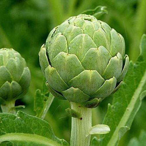 Globe Artichoke Seeds