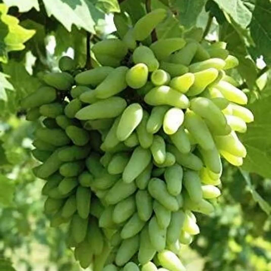 Gold Finger Grape Seeds