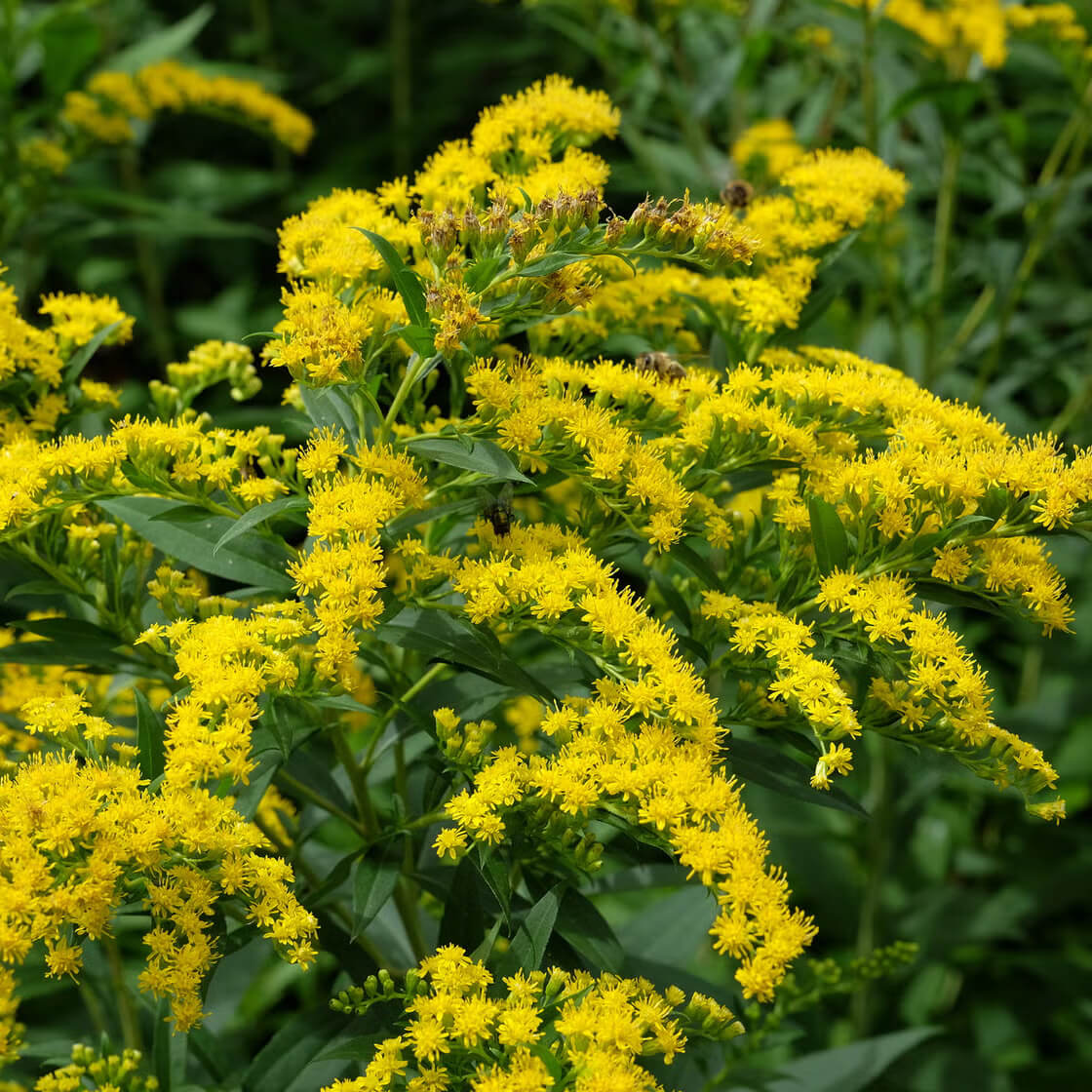 Goldenrod Seeds
