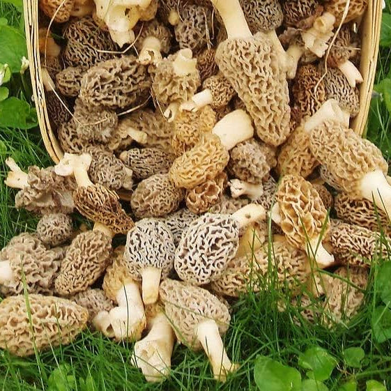 Gourmet Morel Mushroom Spawn Seeds