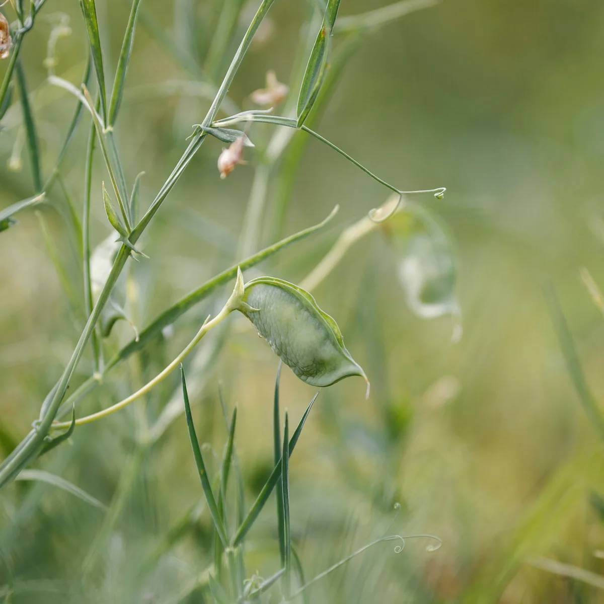 Grass Pea Seeds - Heirloom Vegetable Plant for Home Gardens