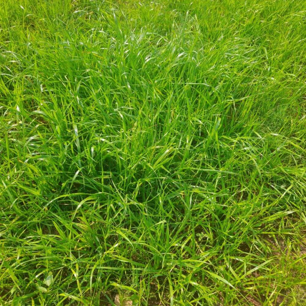 Grass seeds - Flower Plant for Home Gardens
