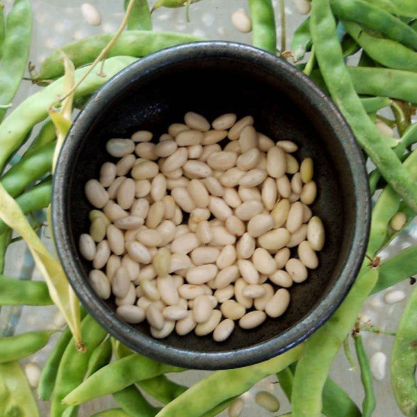 Great Northern Bean Seeds - Vegetable Plant