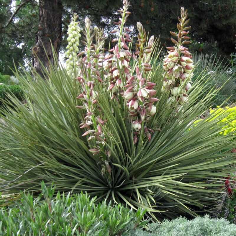 Great Plains Yucca seeds