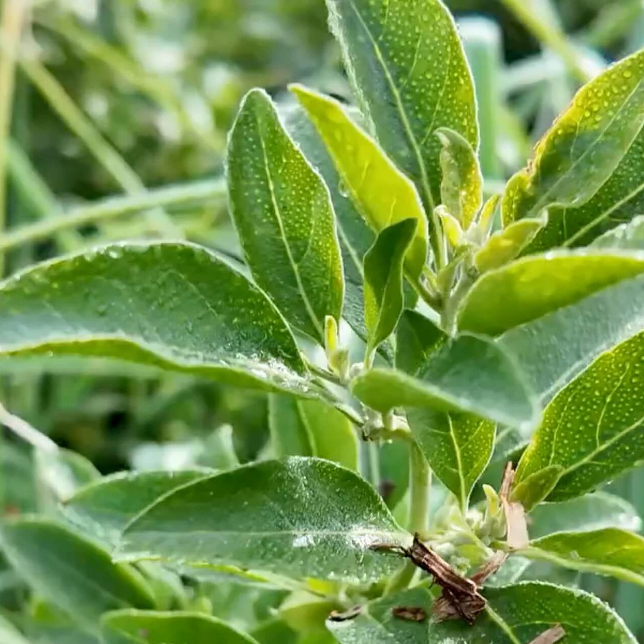 Green Ashwagandha Seeds
