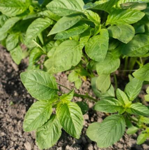 Green Callaloo Seeds