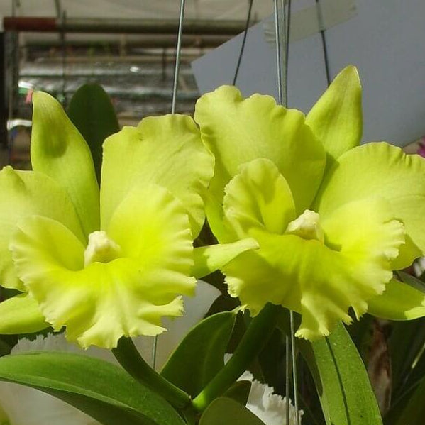 Green Cattleya Orchid Seeds