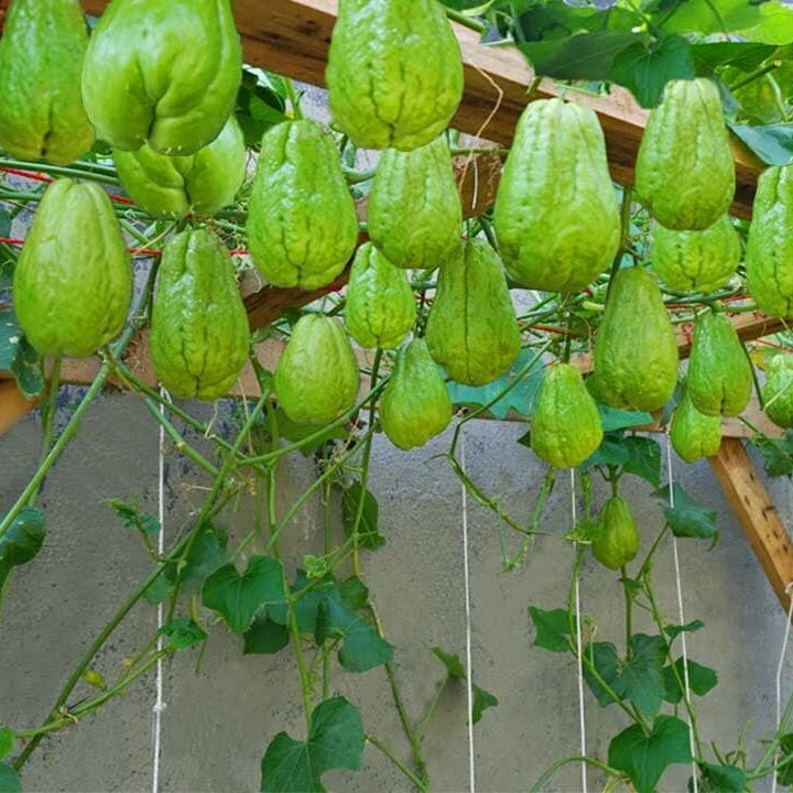 Green Chayote Seeds
