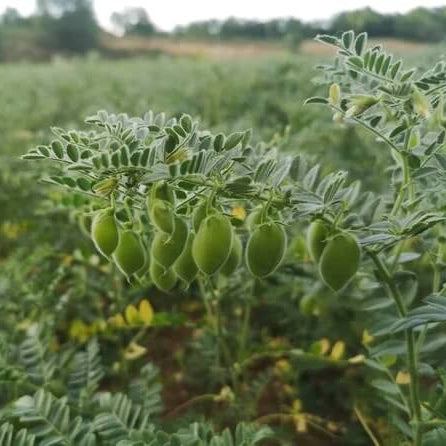 Green Chickpea Seeds