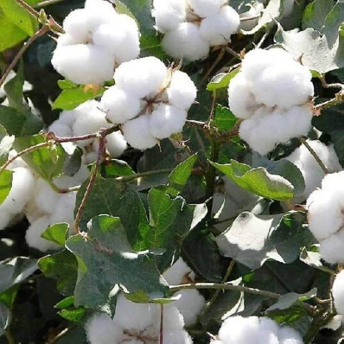Green Cotton Seeds - Herbal Plant