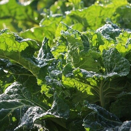 Green Glaze Collard Green Seeds