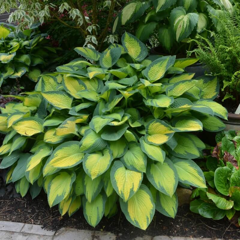 Green Leaf Hosta Seeds