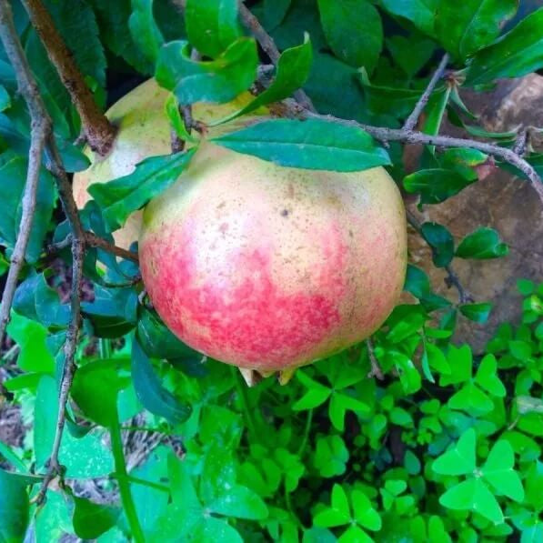 Green Pink Pomegranate Seeds