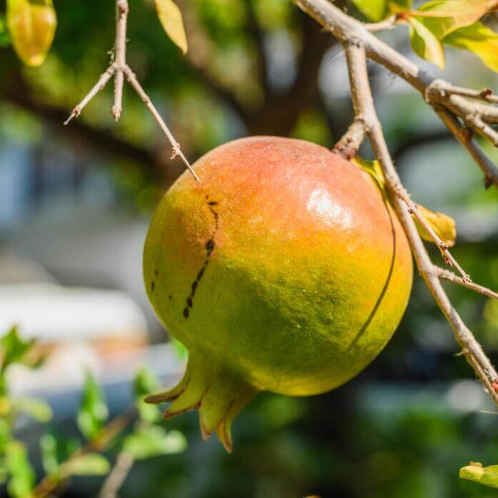 Green Pomegranate Seeds