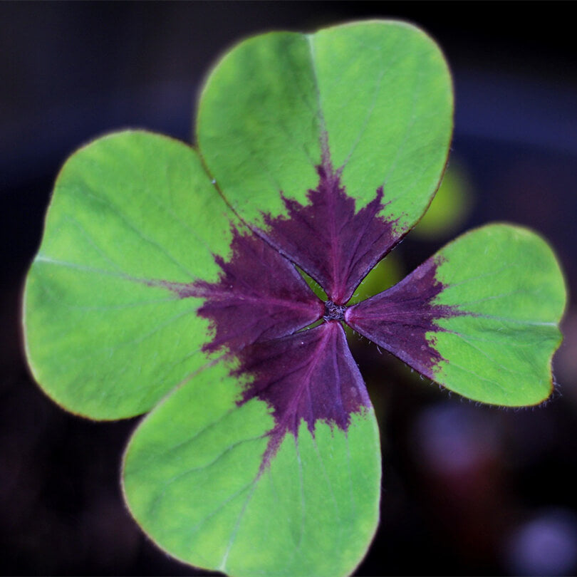 Green Purple Four Leaf Clover Seeds - Herbal Plant