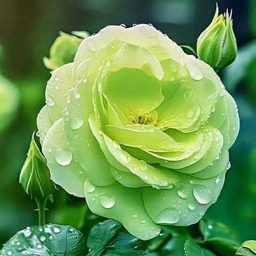 Green Rose Seeds - Heirloom Flower Plant for Home Gardens