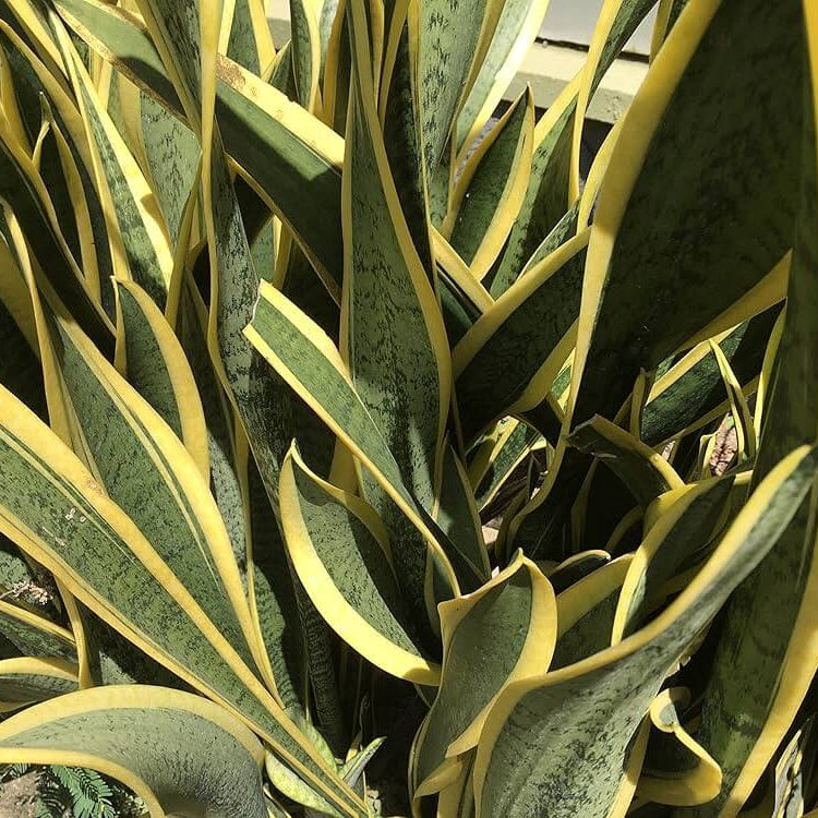 Green Snake Plant Seeds