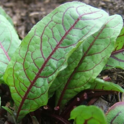 Green Sorrel Seeds - Herbal Plant