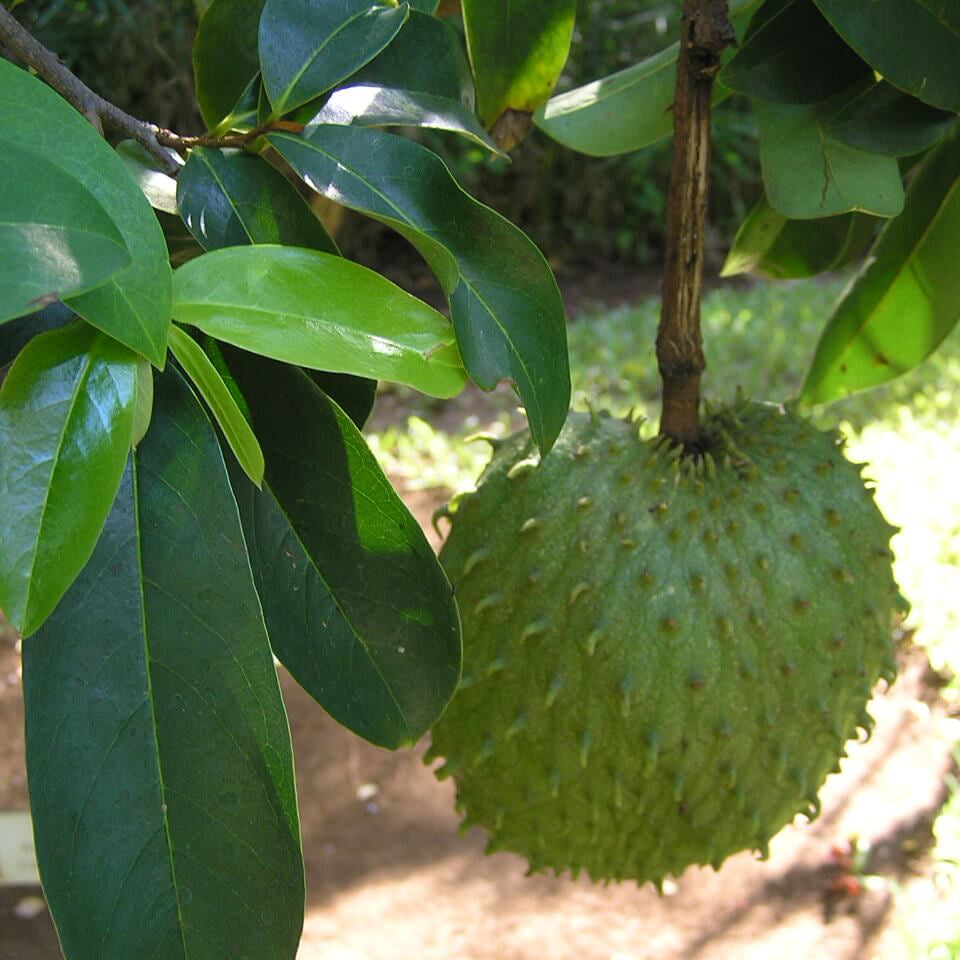 Green Soursop Seeds