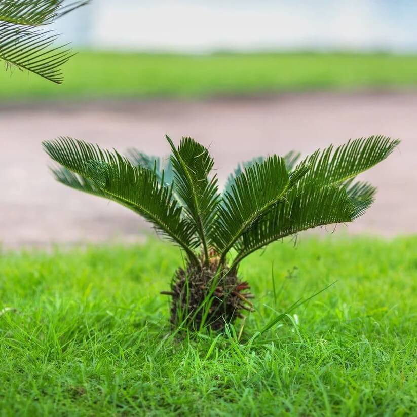 Green sago Palm Seeds
