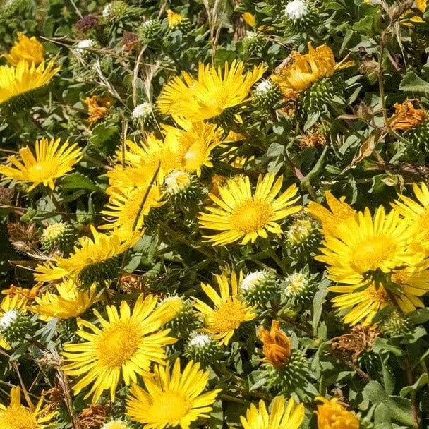 Grindelia Seeds