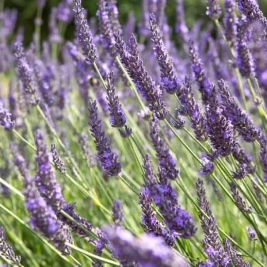 Grosso Lavender Seeds - Flower Plant