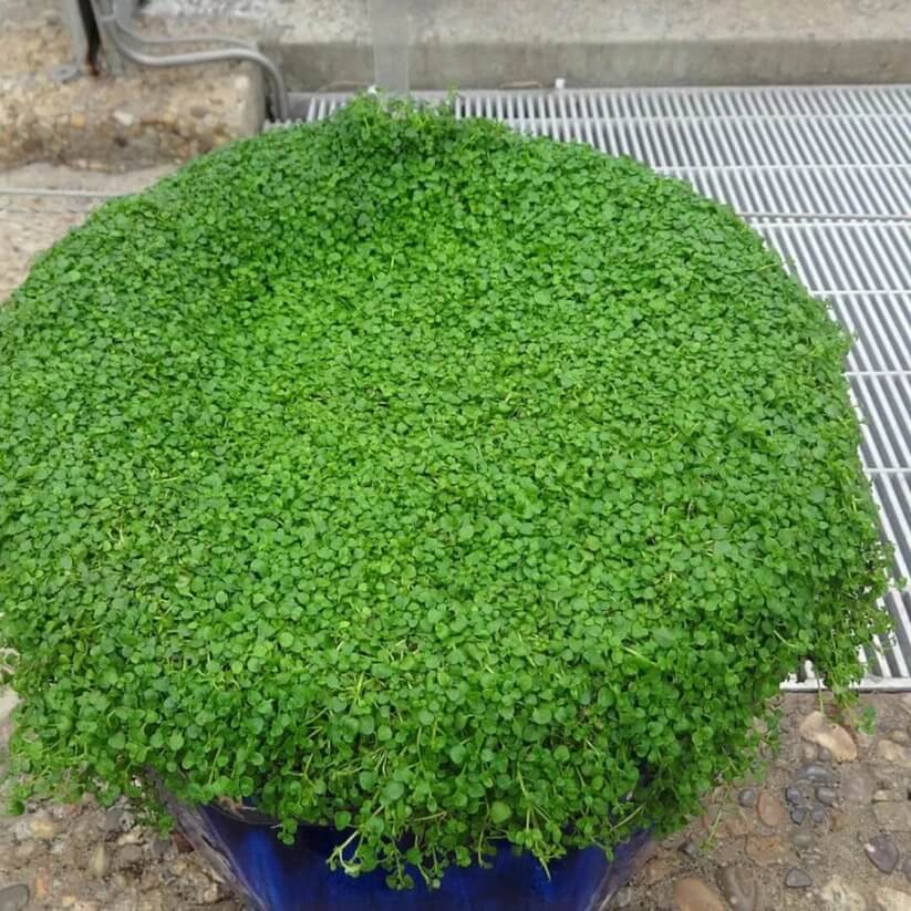 Ground Cover Mint Seeds