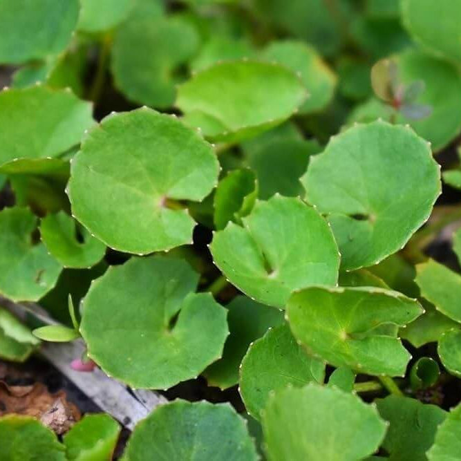 Groundcover Gotu Kola Seeds - Herbal Plant for Home Gardens