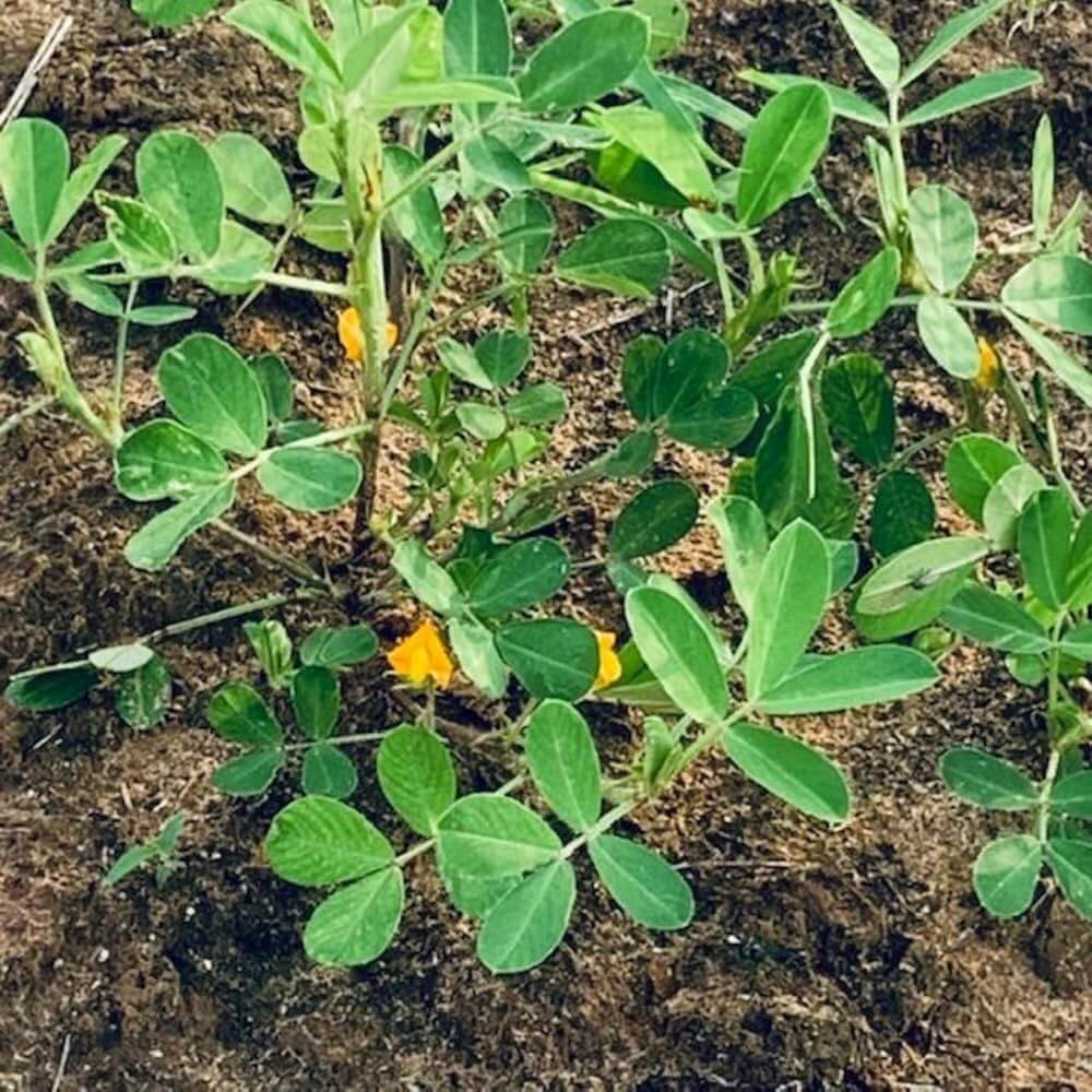 Groundnut Plant Seeds