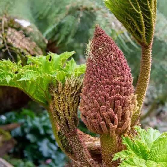 Gunnera Cryptica Seeds