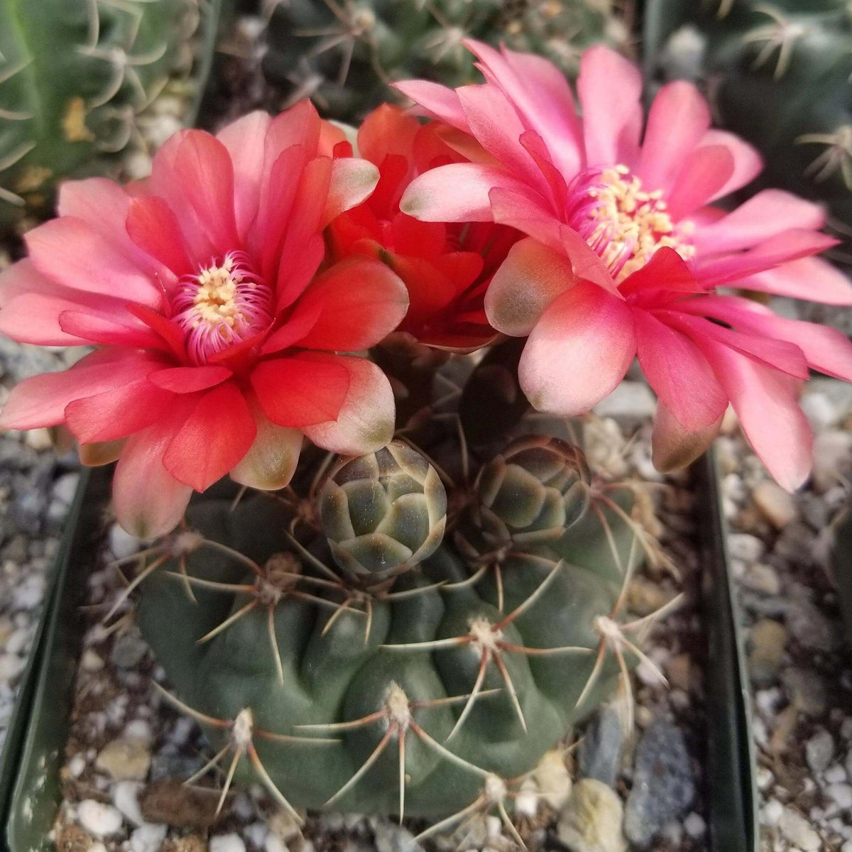 Gymnocalycium Seeds - Cactus Plant Seeds for Home Gardens