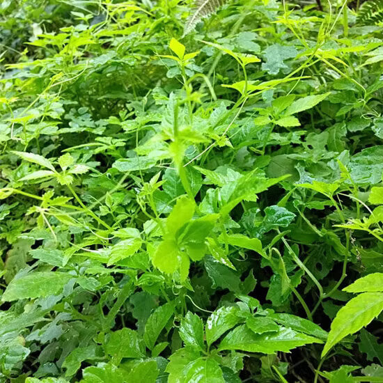 Gynostemma Pentaphyllum Seeds - Herbal Plant