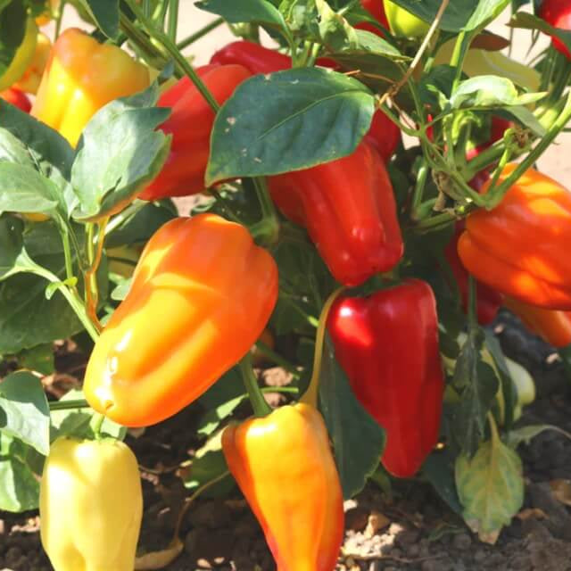 Gypsy Pepper Seeds - Vegetable Plant