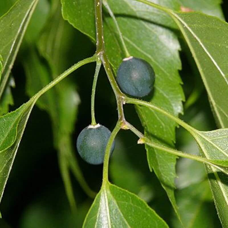 Hackberry seeds - Fruit Plant for Home Gardens