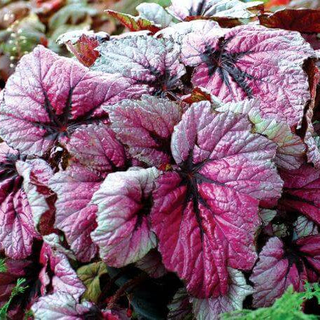 Hardy Begonia Rex Talee Seeds