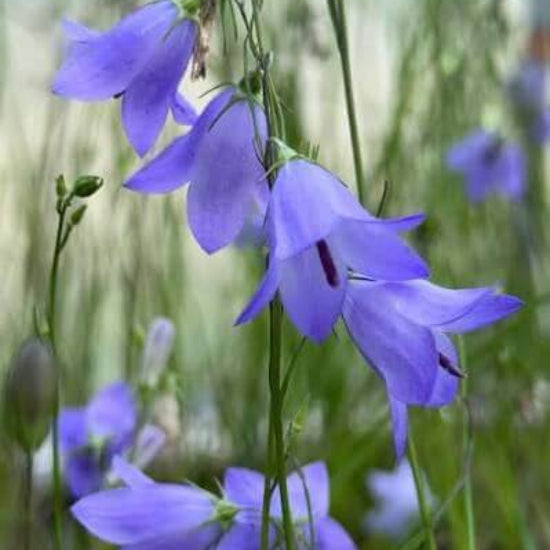 Harebell Seeds