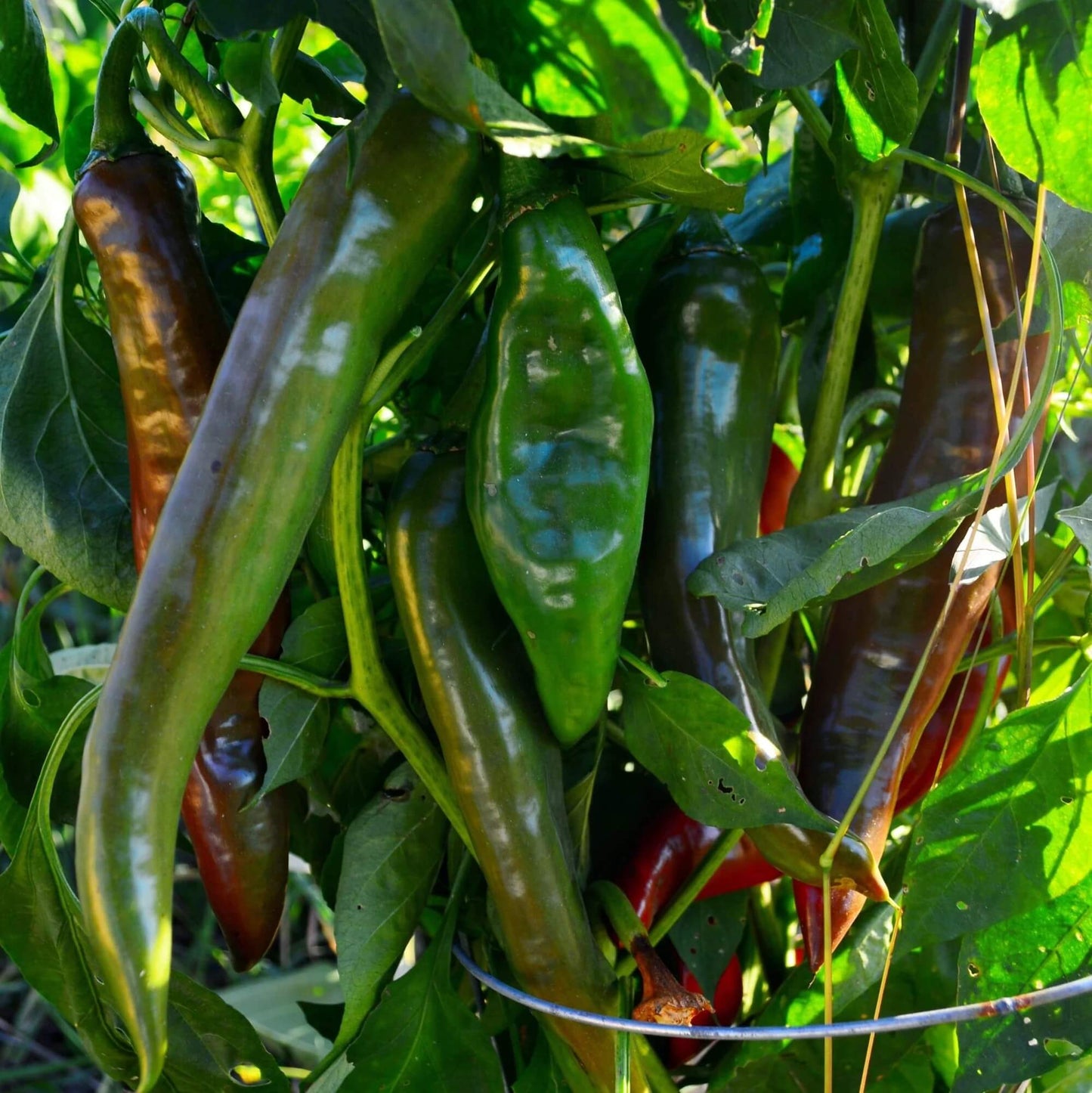 Hatch Chili Pepper Seeds - Vegetable Plant