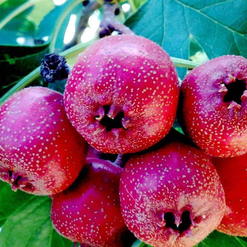 Hawthorn Seeds - Fruit Plant for Home Gardens