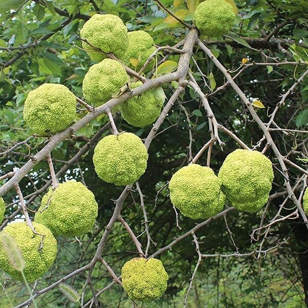 Hedge Apple Seeds