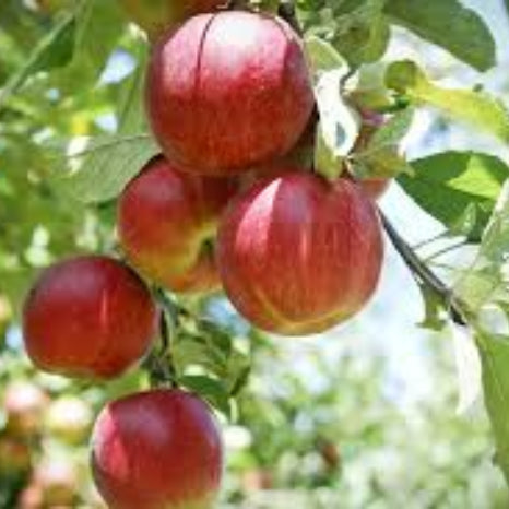 Heirloom Apple Seeds - Fruit plant