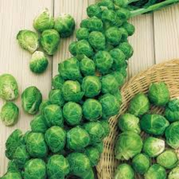 Heirloom Brussel Sprout Seeds - Vegetable Plant