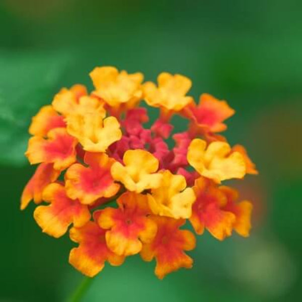 Heirloom Lantana Seeds